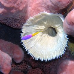 I was focusing on this white flower like thing (need help... by Gary Schlei 